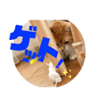 ぴんぽんとあくび 6（個別スタンプ：5）