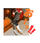 ぴんぽんとあくび 6（個別スタンプ：7）