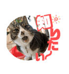 ぴんぽんとあくび 6（個別スタンプ：10）