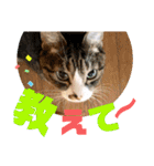 ぴんぽんとあくび 6（個別スタンプ：11）