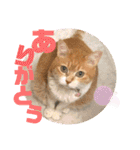 ぴんぽんとあくび 6（個別スタンプ：12）