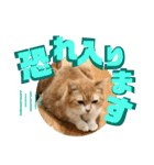 ぴんぽんとあくび 6（個別スタンプ：15）