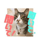 ぴんぽんとあくび 6（個別スタンプ：17）