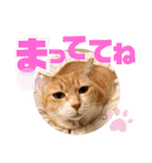 ぴんぽんとあくび 6（個別スタンプ：19）