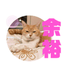 ぴんぽんとあくび 6（個別スタンプ：20）