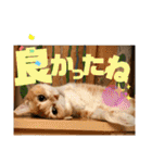 ぴんぽんとあくび 6（個別スタンプ：24）
