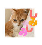 ぴんぽんとあくび 6（個別スタンプ：26）
