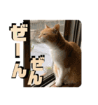 ぴんぽんとあくび 6（個別スタンプ：29）