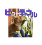 ぴんぽんとあくび 6（個別スタンプ：31）
