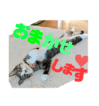 ぴんぽんとあくび 6（個別スタンプ：34）