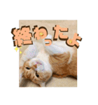 ぴんぽんとあくび 6（個別スタンプ：36）