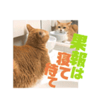 ぴんぽんとあくび 6（個別スタンプ：39）