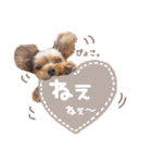 ぴのさんすたんぷ。（個別スタンプ：1）