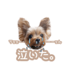 ぴのさんすたんぷ。（個別スタンプ：2）