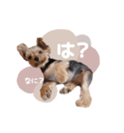 ぴのさんすたんぷ。（個別スタンプ：6）