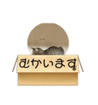 きなこの暮らし（個別スタンプ：19）