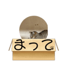 きなこの暮らし（個別スタンプ：20）