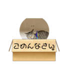 きなこの暮らし（個別スタンプ：22）