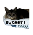 わさびの家族です（個別スタンプ：6）