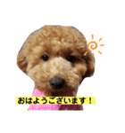 愛犬サニーの毎日（個別スタンプ：1）