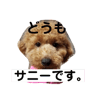 愛犬サニーの毎日（個別スタンプ：13）