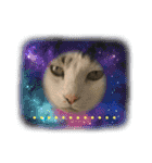 猫のスタンプ第二弾（個別スタンプ：1）