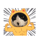 猫のスタンプ第二弾（個別スタンプ：9）