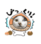猫のスタンプ第二弾（個別スタンプ：12）