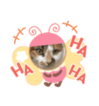 猫のスタンプ第二弾（個別スタンプ：14）