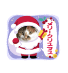 猫のスタンプ第二弾（個別スタンプ：16）