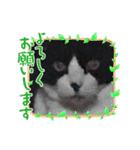 猫のスタンプ第二弾（個別スタンプ：18）