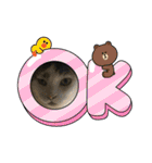猫のスタンプ第二弾（個別スタンプ：19）