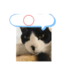 猫のスタンプ第二弾（個別スタンプ：20）