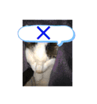 猫のスタンプ第二弾（個別スタンプ：21）