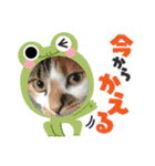 猫のスタンプ第二弾（個別スタンプ：22）