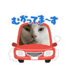 猫のスタンプ第二弾（個別スタンプ：24）