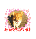 可愛いコーギーちゃん（個別スタンプ：1）