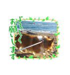可愛いコーギーちゃん（個別スタンプ：4）