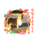 可愛いコーギーちゃん（個別スタンプ：5）