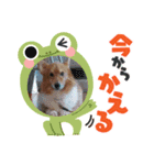 可愛いコーギーちゃん（個別スタンプ：6）