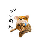 我が家のにゃんちゅう2（個別スタンプ：2）