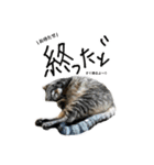 我が家のにゃんちゅう2（個別スタンプ：4）