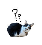 我が家のにゃんちゅう2（個別スタンプ：6）