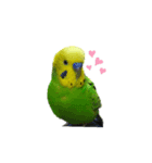 好き好きピーちゃん（個別スタンプ：1）
