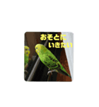 好き好きピーちゃん（個別スタンプ：5）