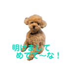 poohの年末年始（個別スタンプ：15）