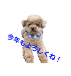poohの年末年始（個別スタンプ：19）