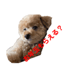 poohの年末年始（個別スタンプ：21）