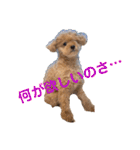 poohの年末年始（個別スタンプ：30）