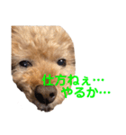 poohの年末年始（個別スタンプ：40）